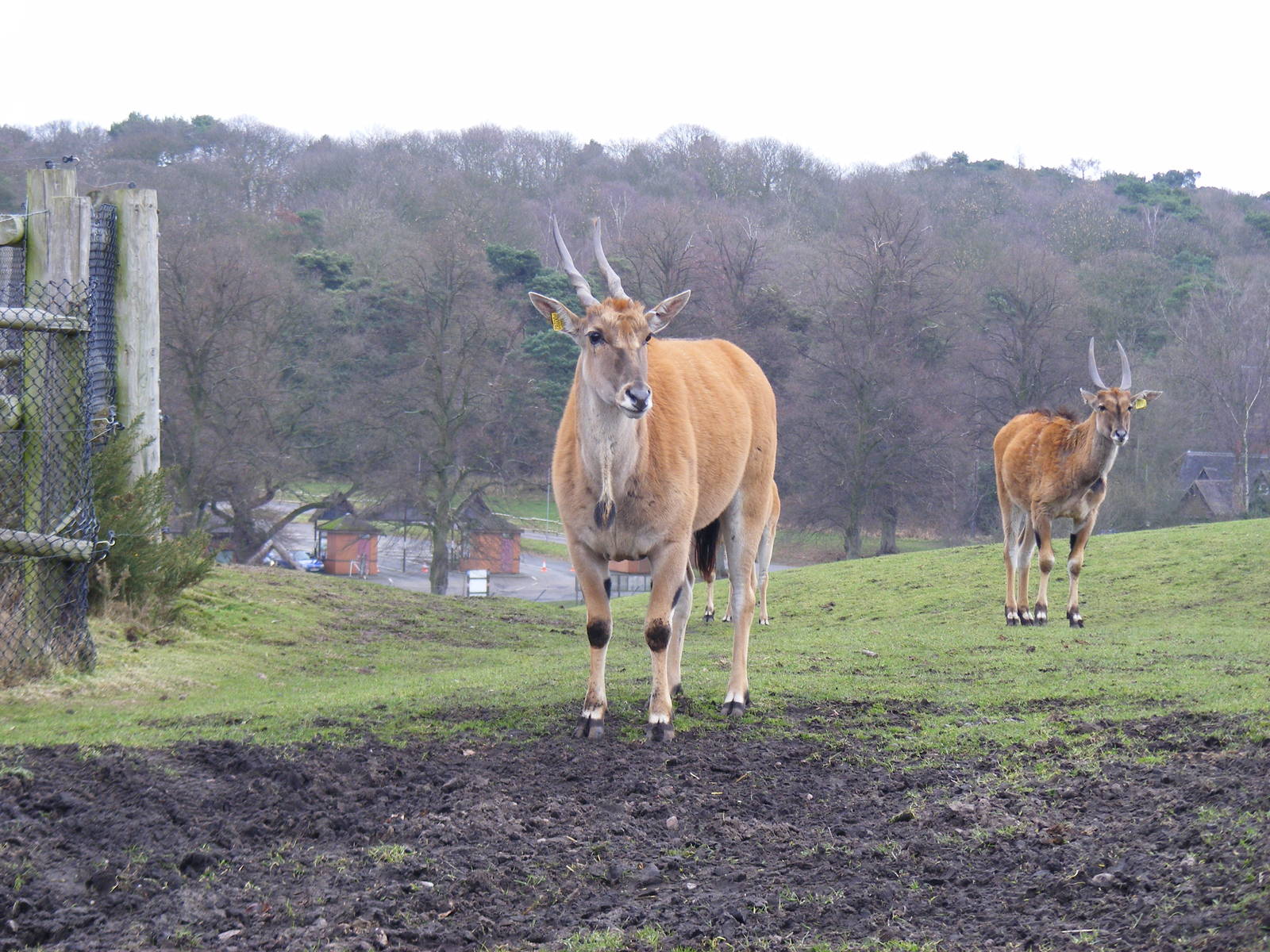 Common elands at West Midland Safari Park, 13 February 2010