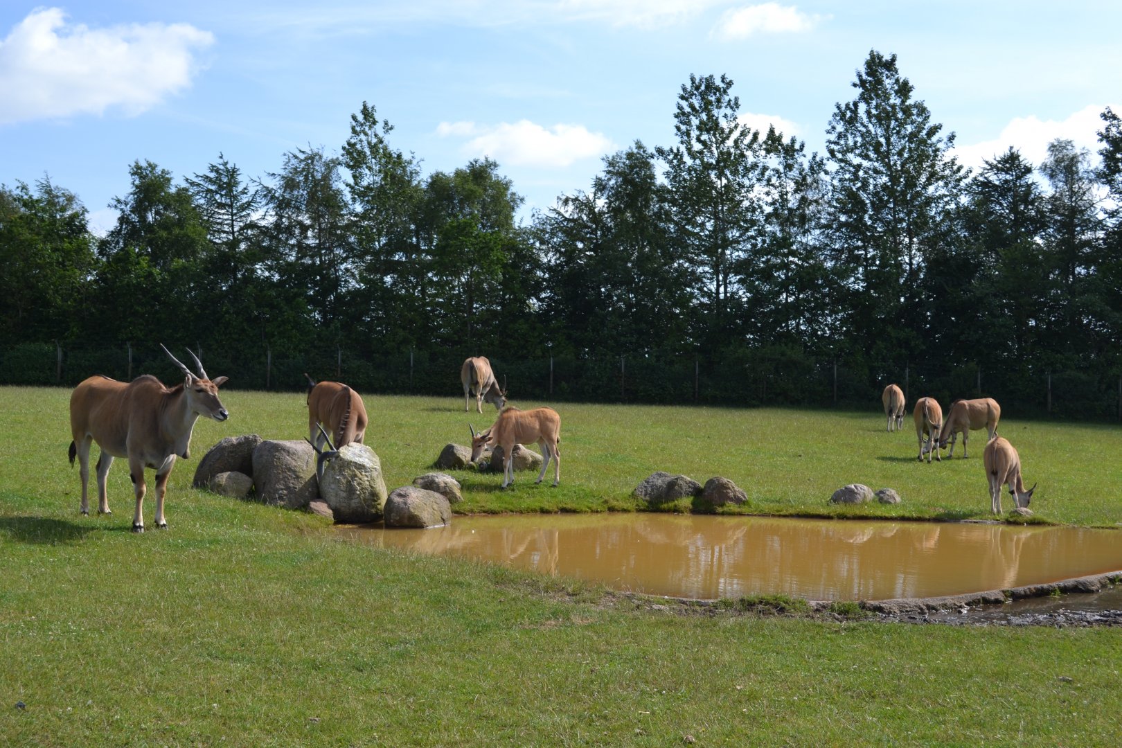 Common elands in Givskud Zoo