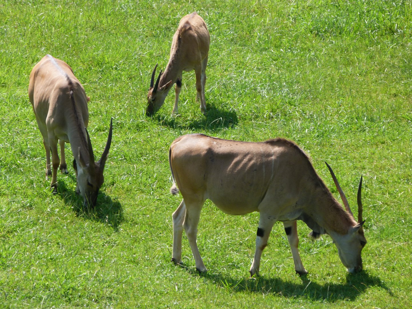 Common elands -Parque de la Naturaleza de Cabárceno (2025)