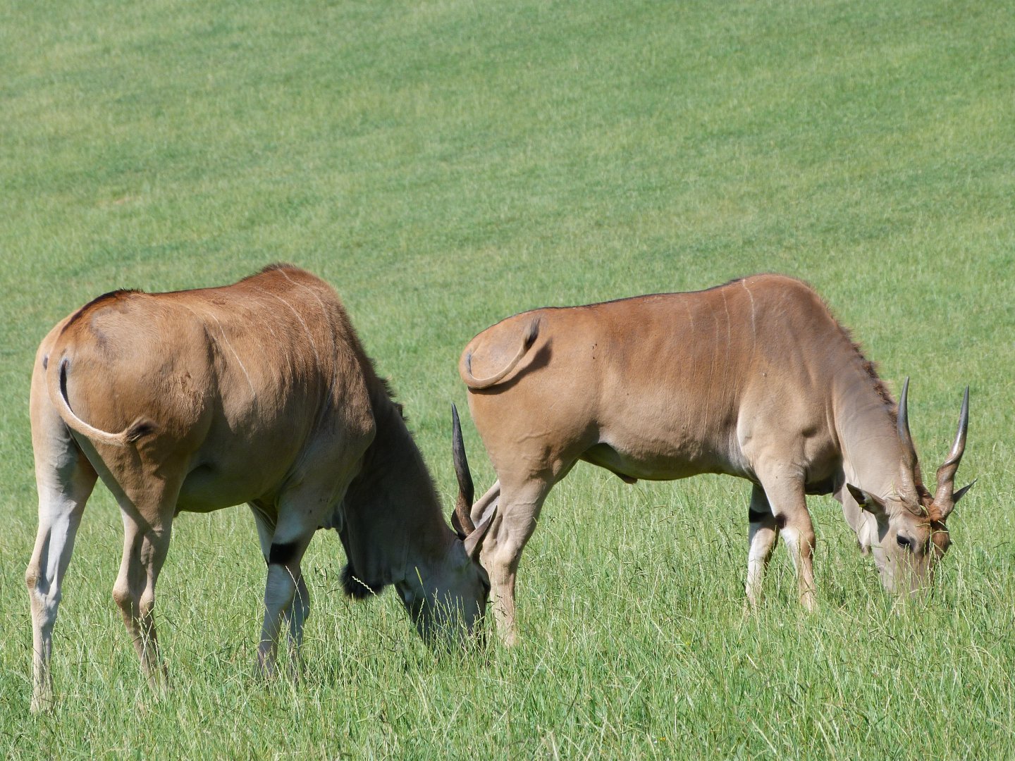 Common elands -Parque de la Naturaleza de Cabárceno (2025)
