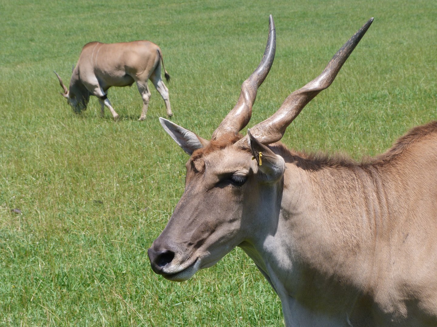 Common elands -Parque de la Naturaleza de Cabárceno (2025)