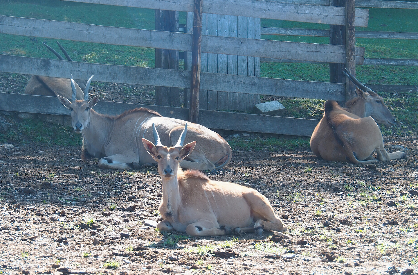 Common elands (Taurotragus oryx), 2023-06-24