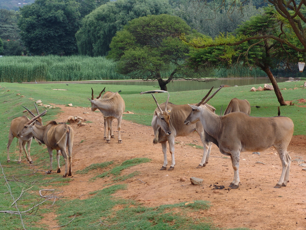 Common Elands (Taurotragus oryx)
