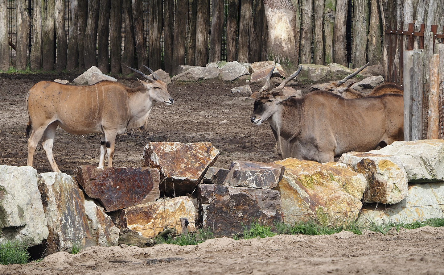 Common elands (Tragelaphus oryx), 2024-04-06