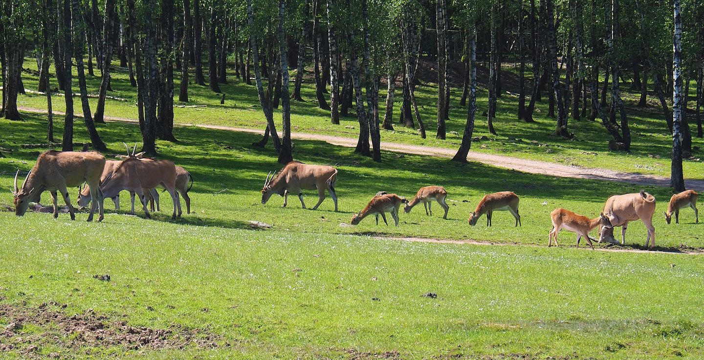 Common elands (Tragelaphus oryx) and Red lechwes (Kobus leche leche), 2023-05-19