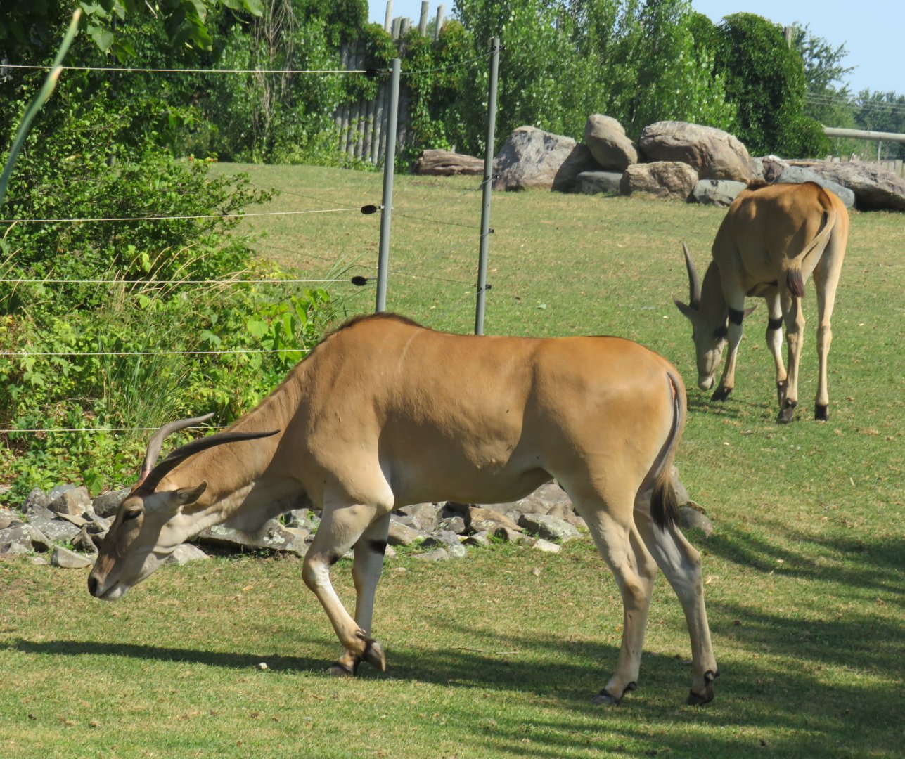 Common elands