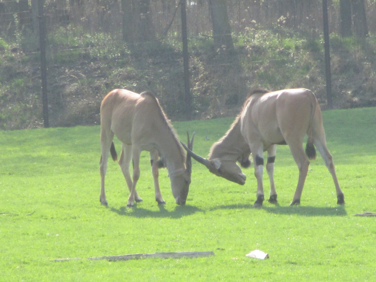 Common elands