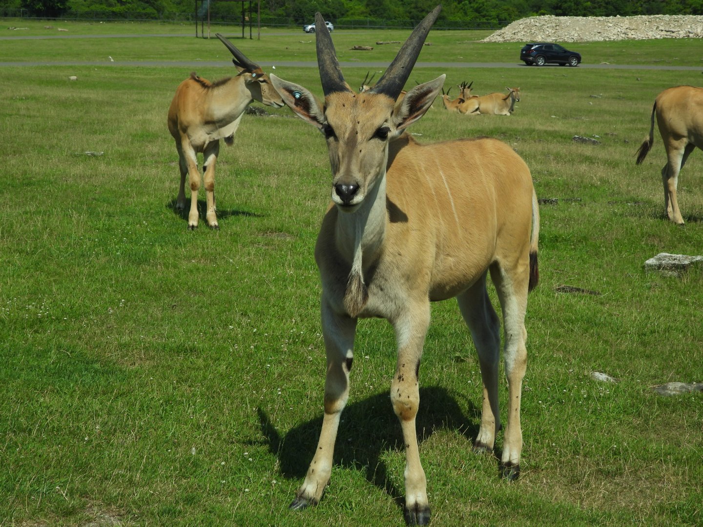 Common elands