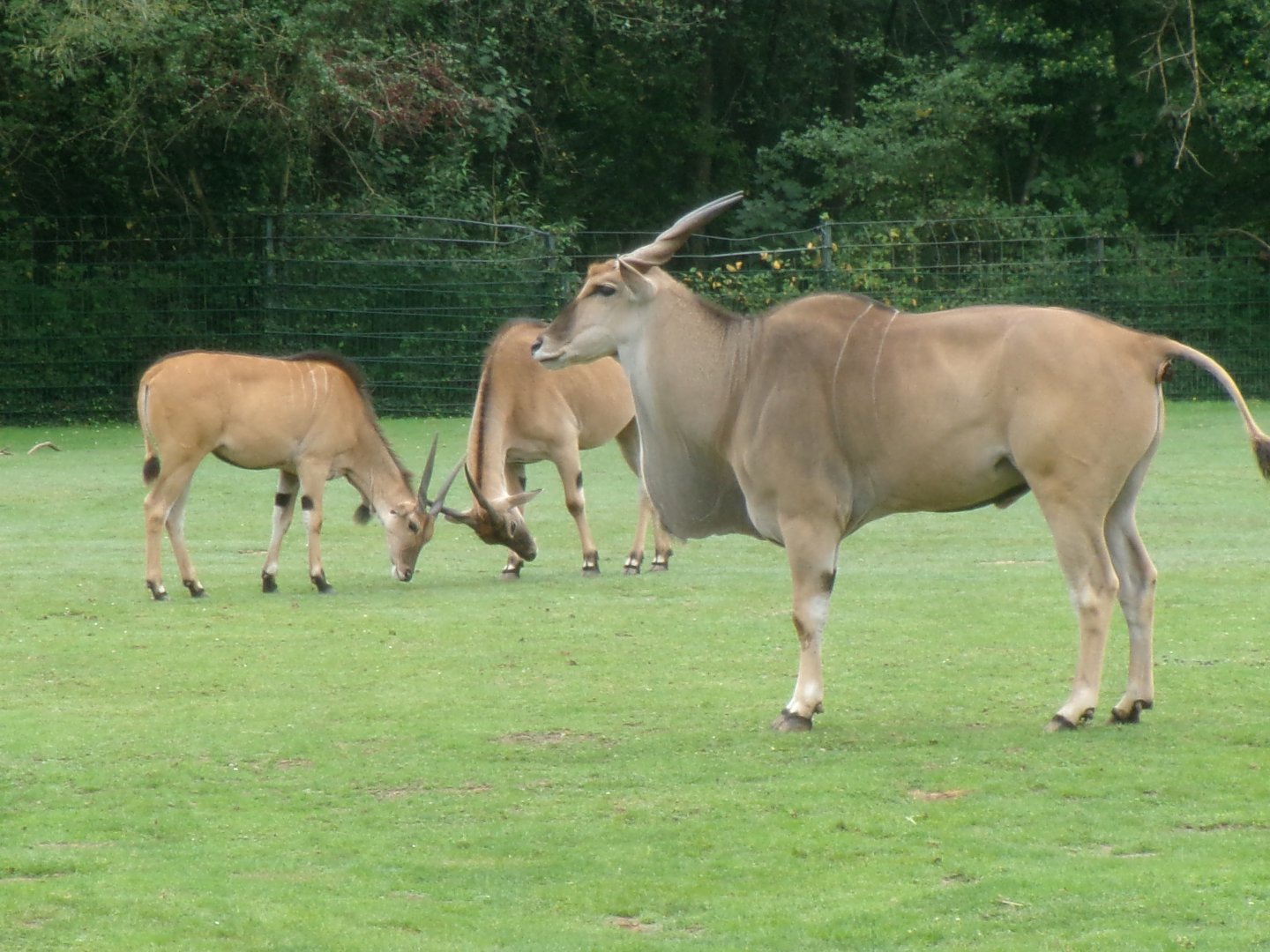 Common elands