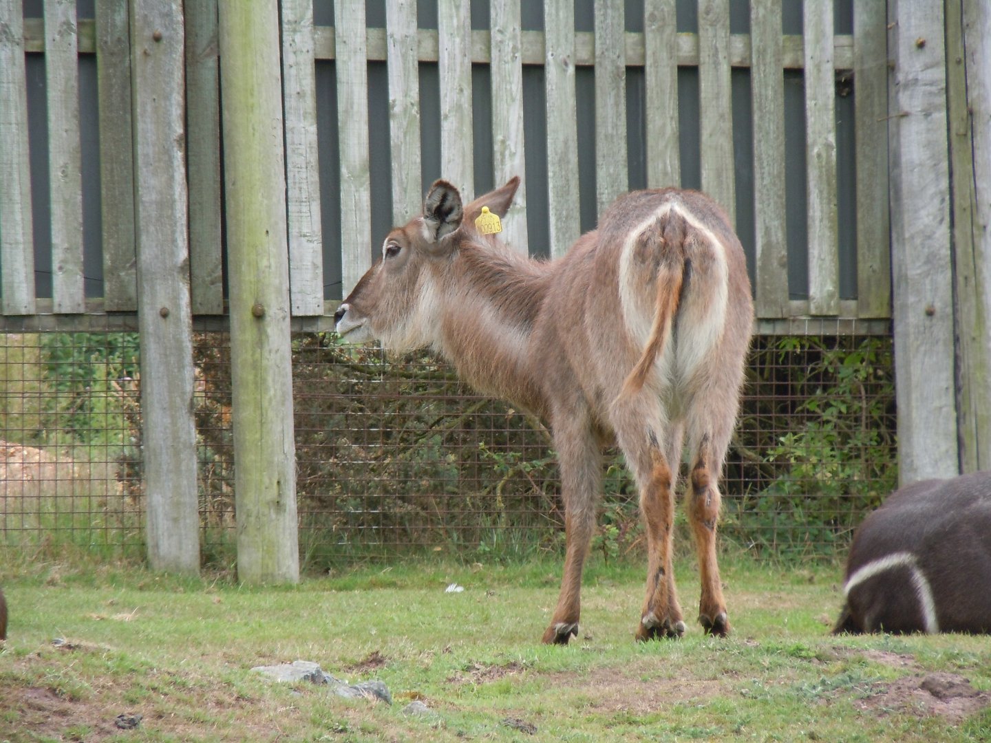 Common/Ellipsen Waterbuck 130720