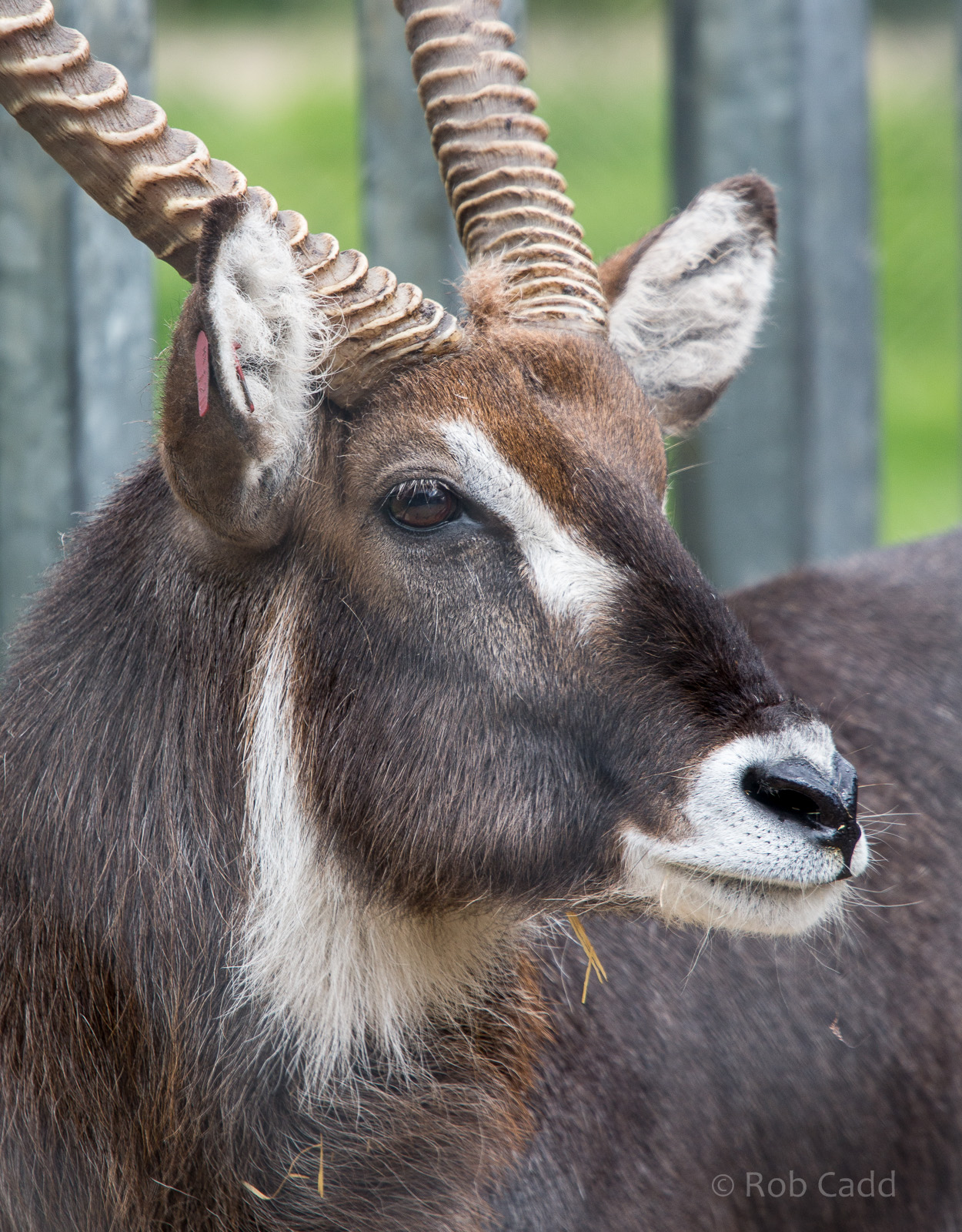 Common / Ellipsen waterbuck : Whipsnade : 01 Jun 2014