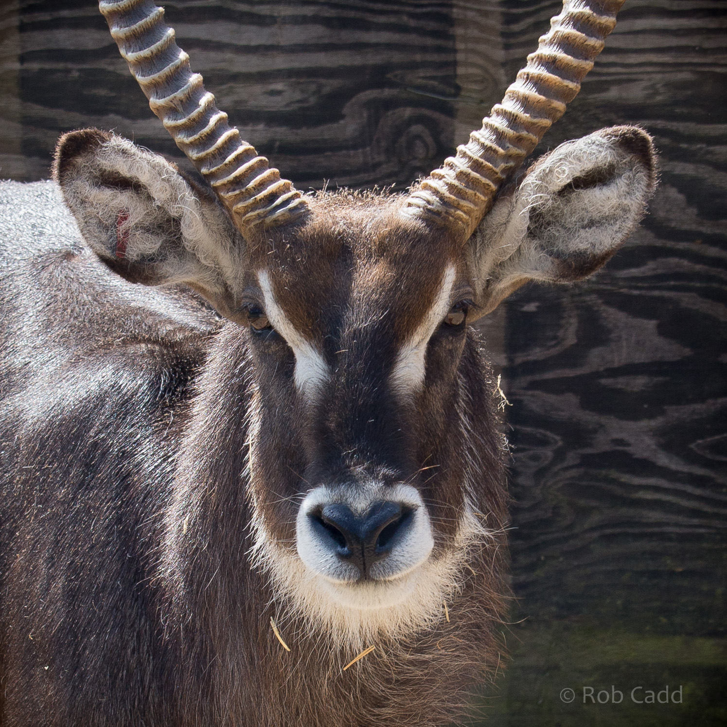 Common / Ellipsen waterbuck : Whipsnade : 22 Jun 2014