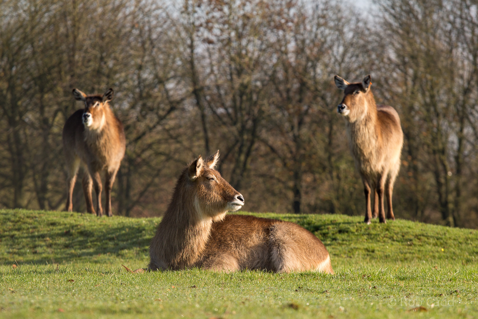 Common / Ellipsen waterbuck : Whipsnade : 30 Nov 2014