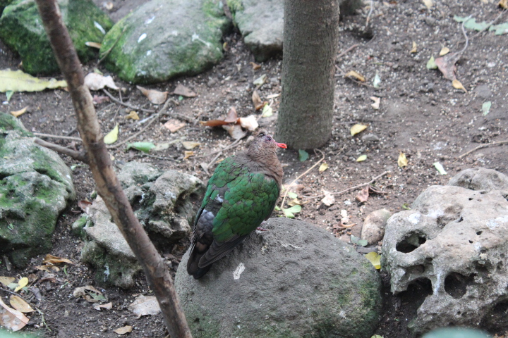 Common emerald dove (Chalcophaps indica indica)