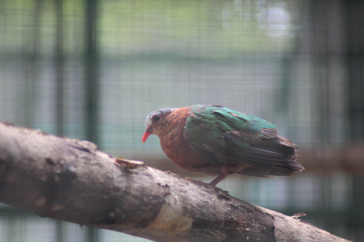 Common emerald dove (Chalcophaps indica indica)