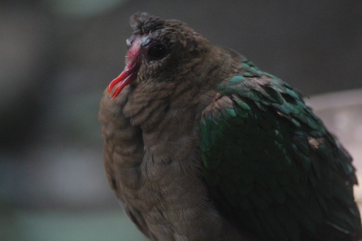Common emerald dove (Chalcophaps indica indica)