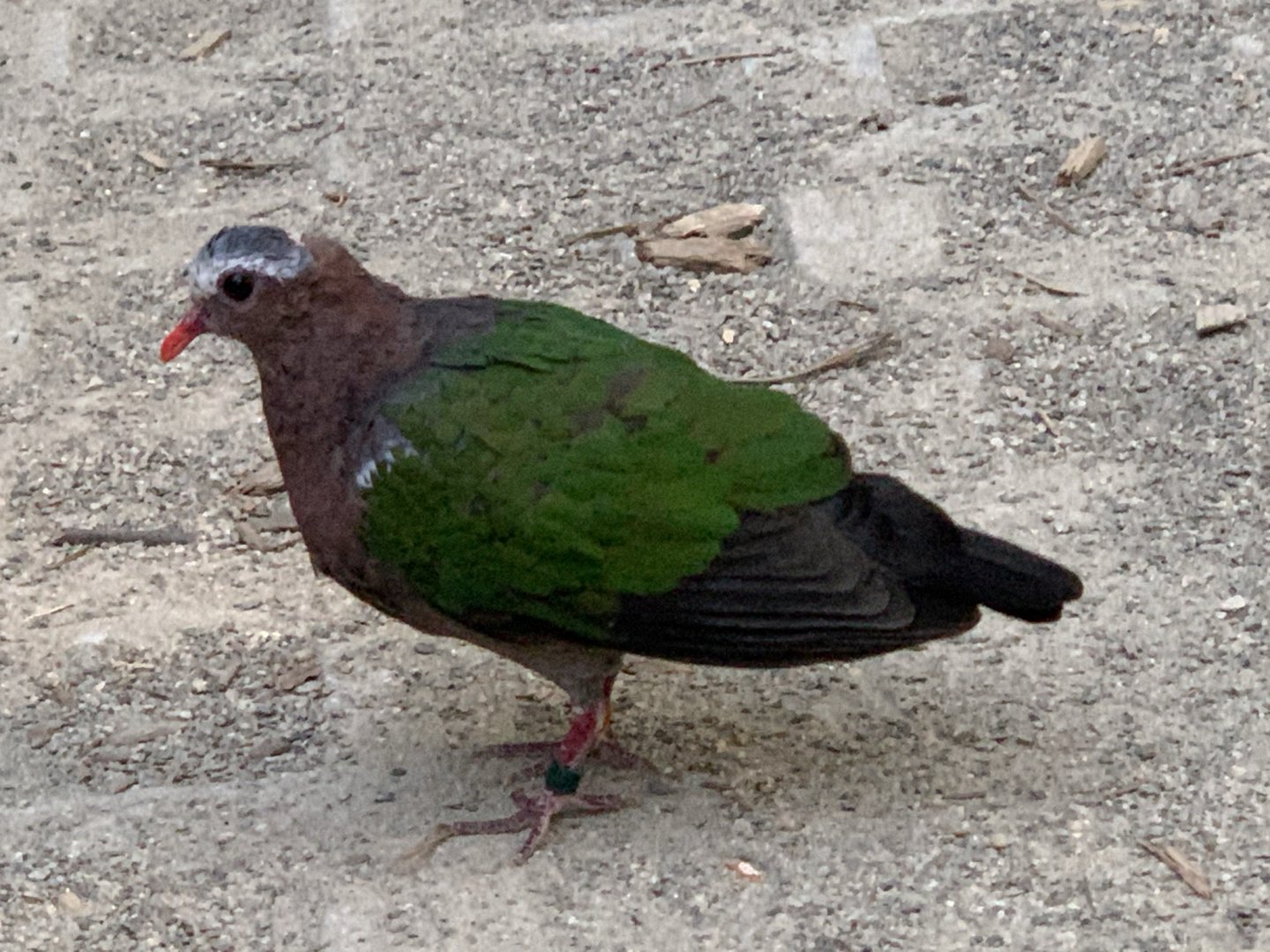 Common Emerald Dove (Chalcophaps indica)