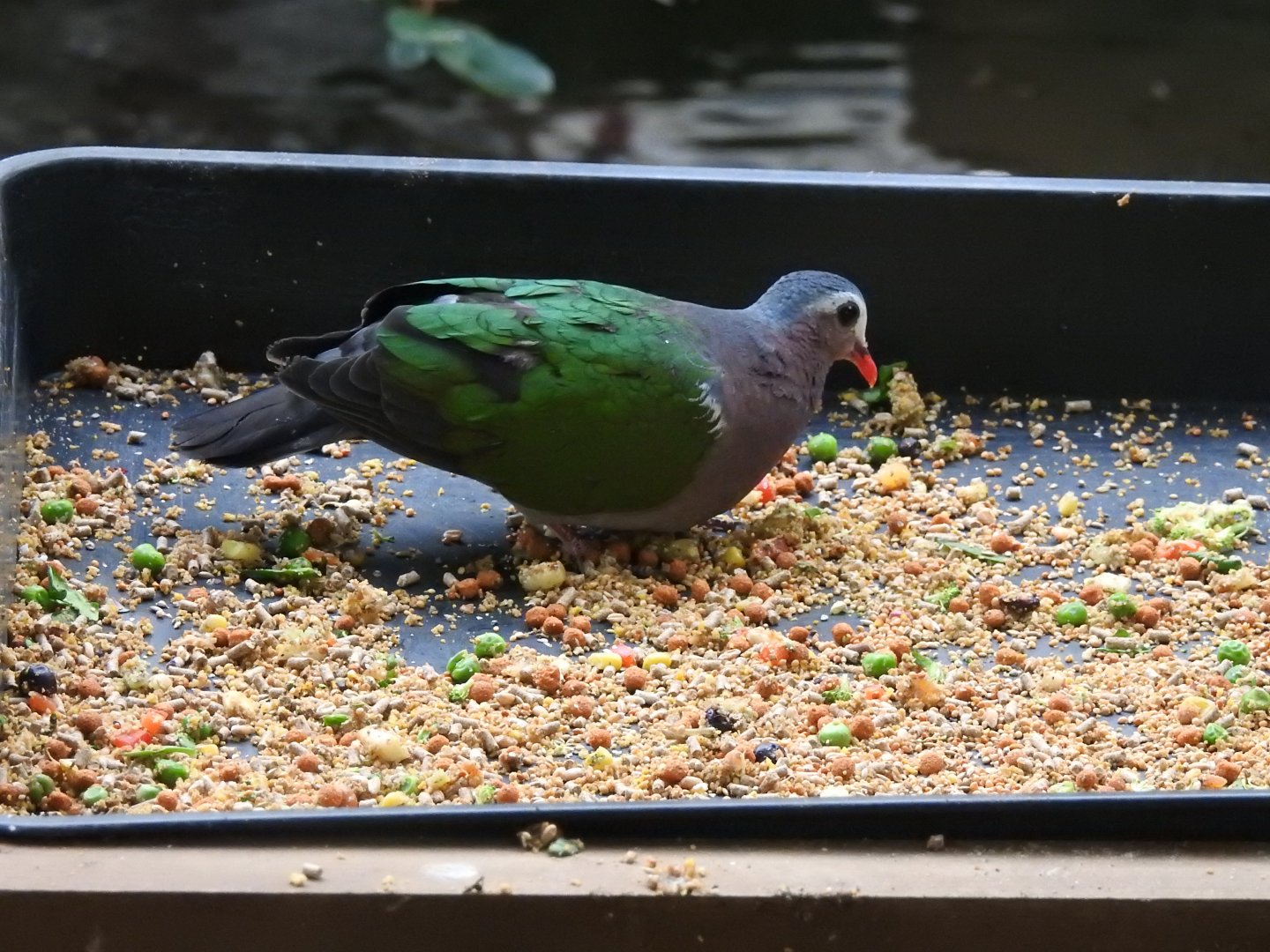 Common Emerald Dove (Chalcophaps indica)