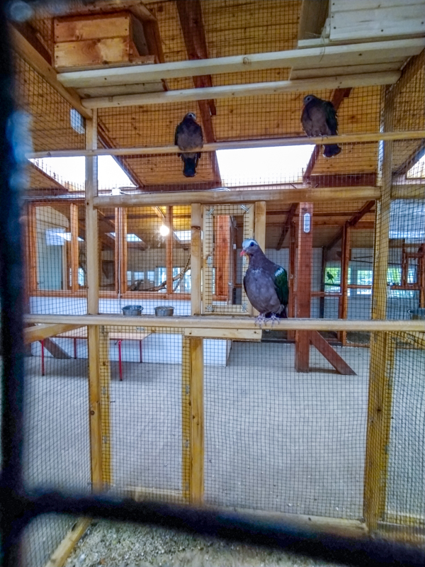 common emerald dove (Chalcophaps indica)