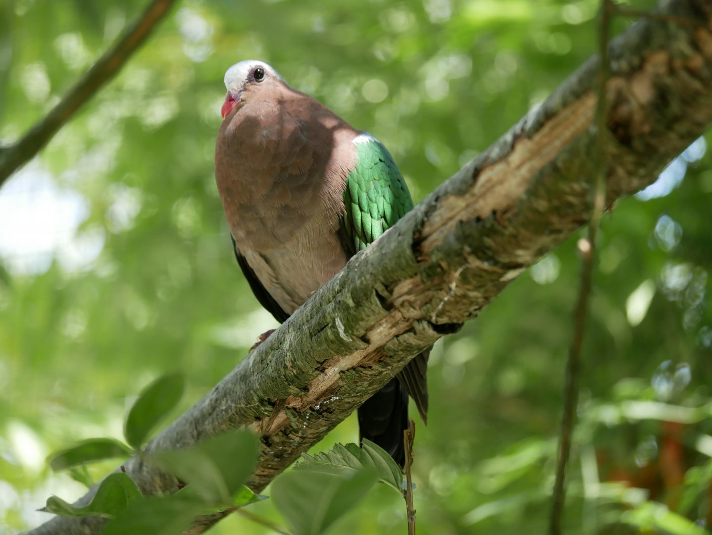 Common emerald dove (Chalcophaps indica)