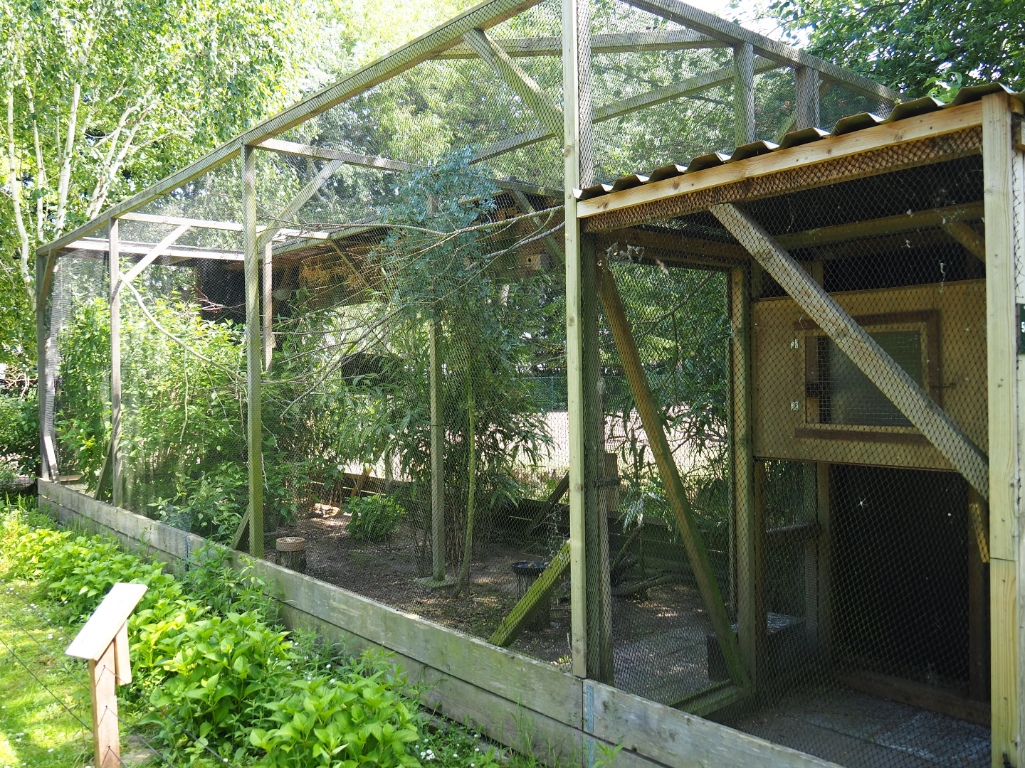 Common emerald dove - Common bronzewing - Zebra finch aviary, 2019-06-01