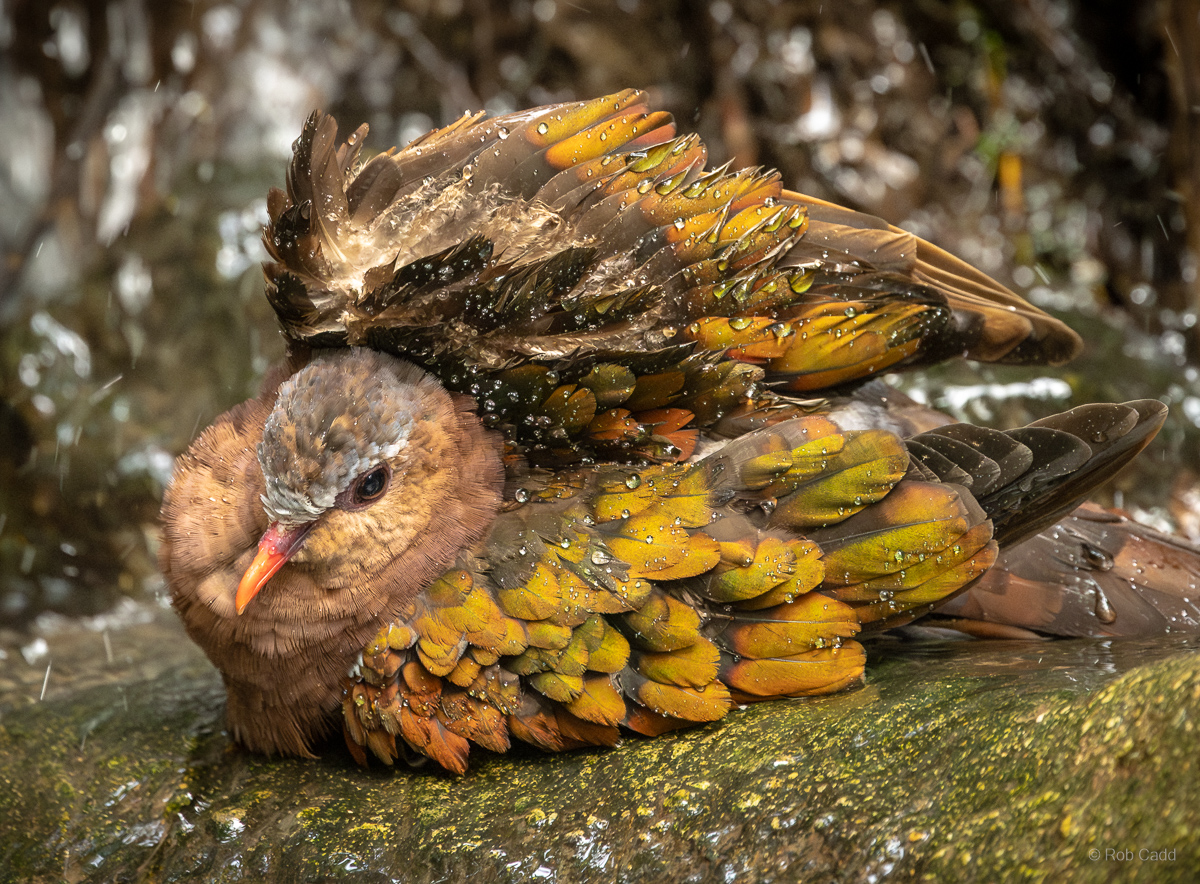 Common emerald dove : Cotswold WP : 14 Mar 2025
