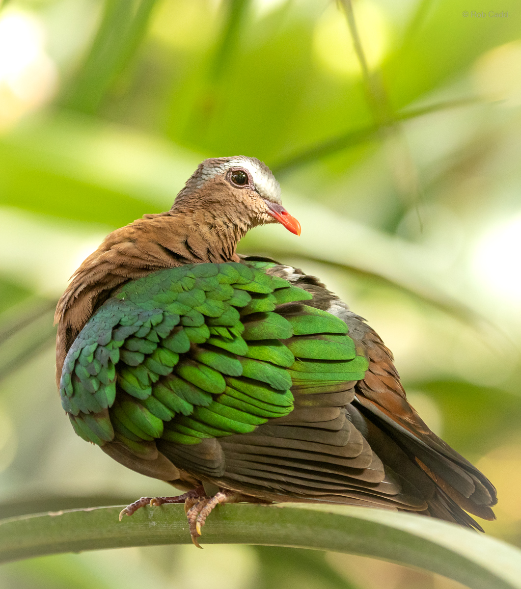 Common emerald dove : Cotswold WP : 14 Mar 2025