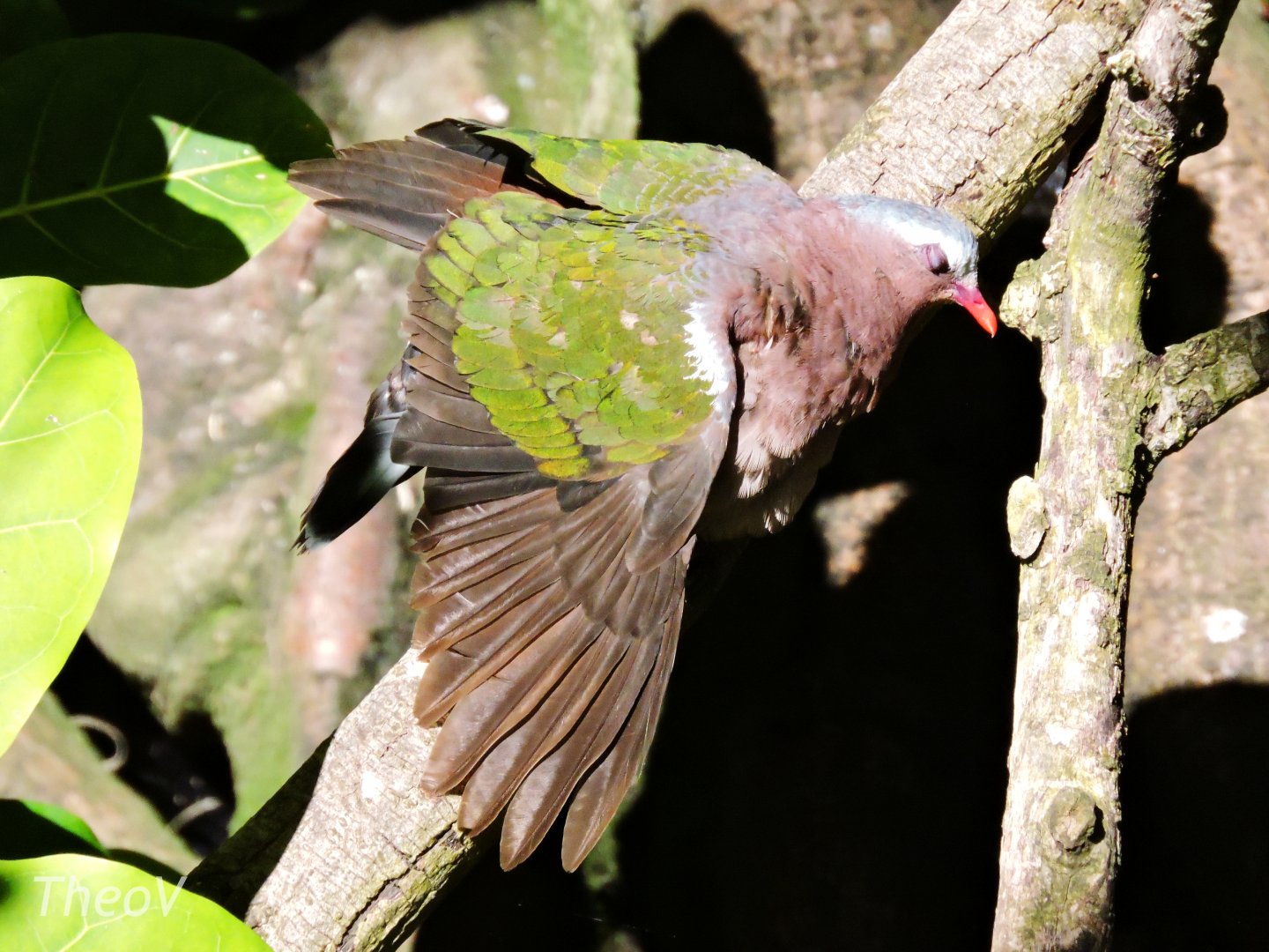 Common emerald dove - Owens Aviary [2015]