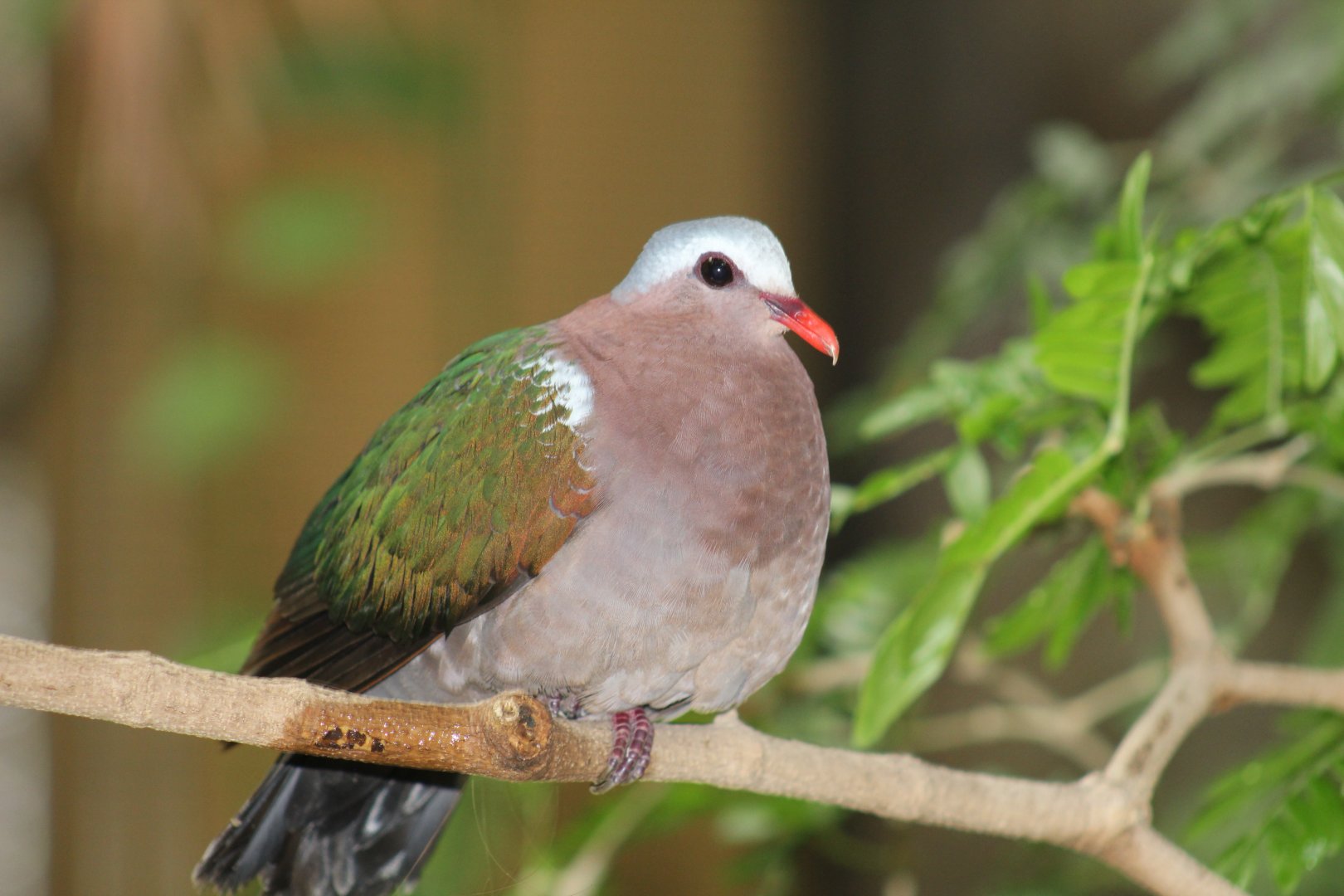 Common Emerald Dove