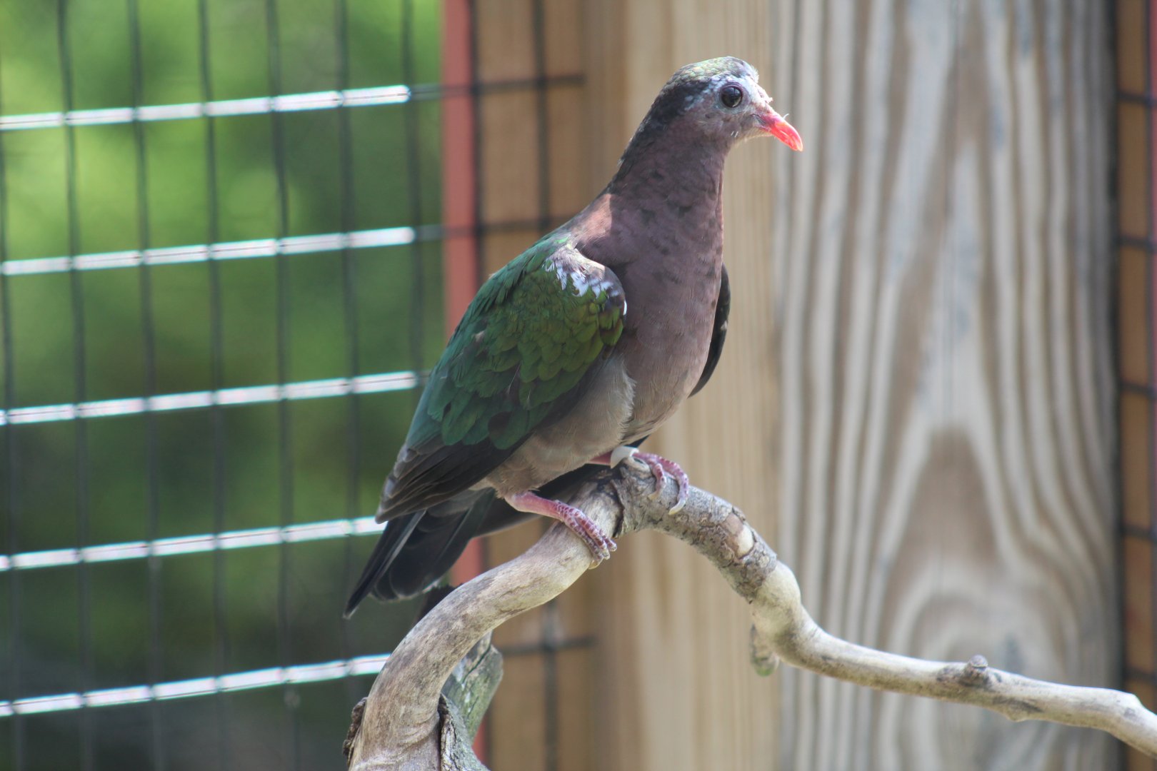 Common Emerald Dove