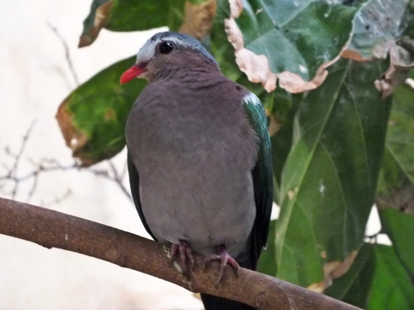 Common emerald dove