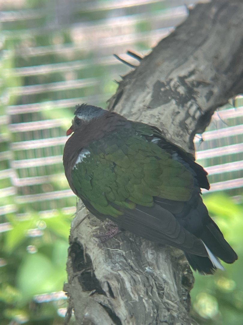 Common Emerald Dove