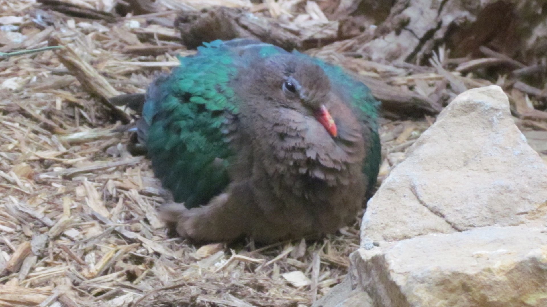 Common Emerald Dove