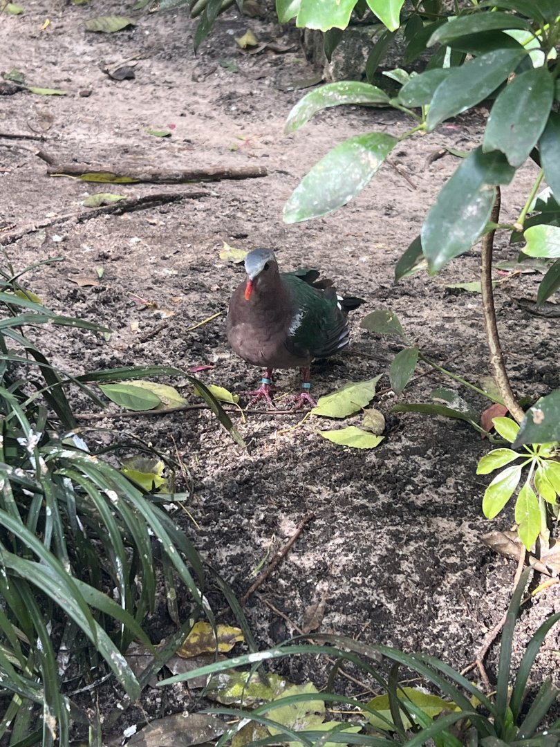 Common Emerald Dove