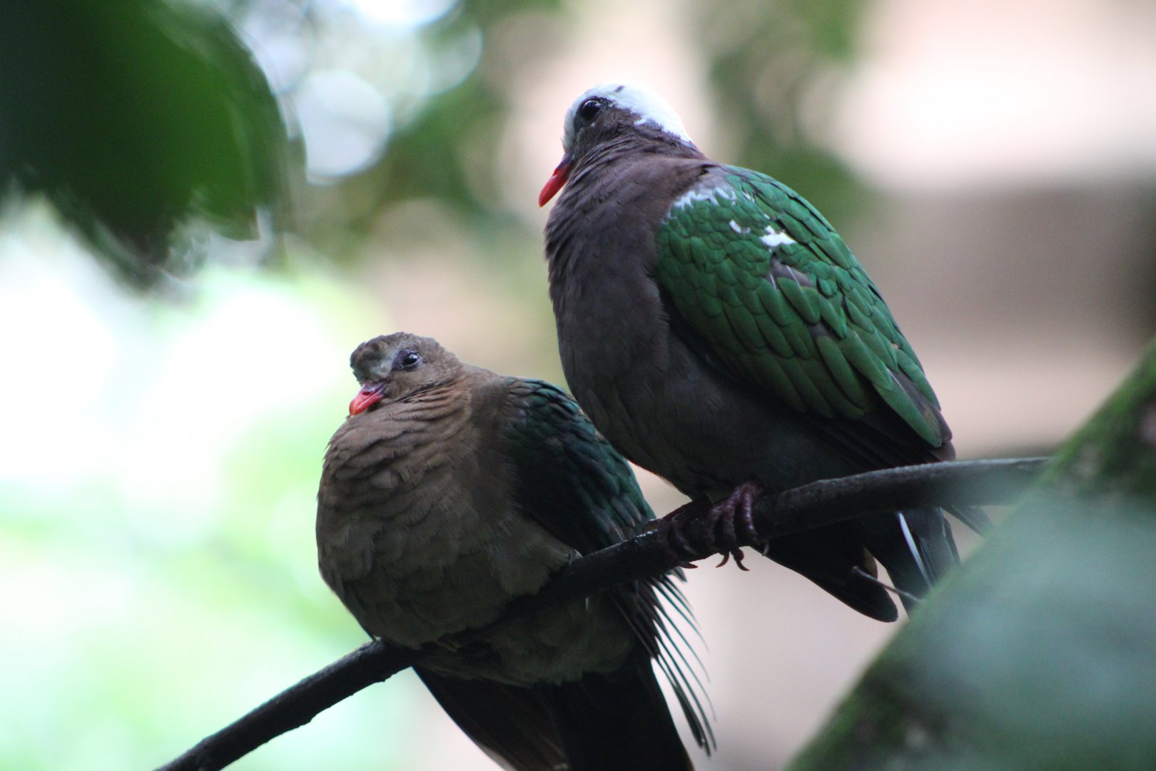 Common Emerald Doves (Chalcophaps indica)