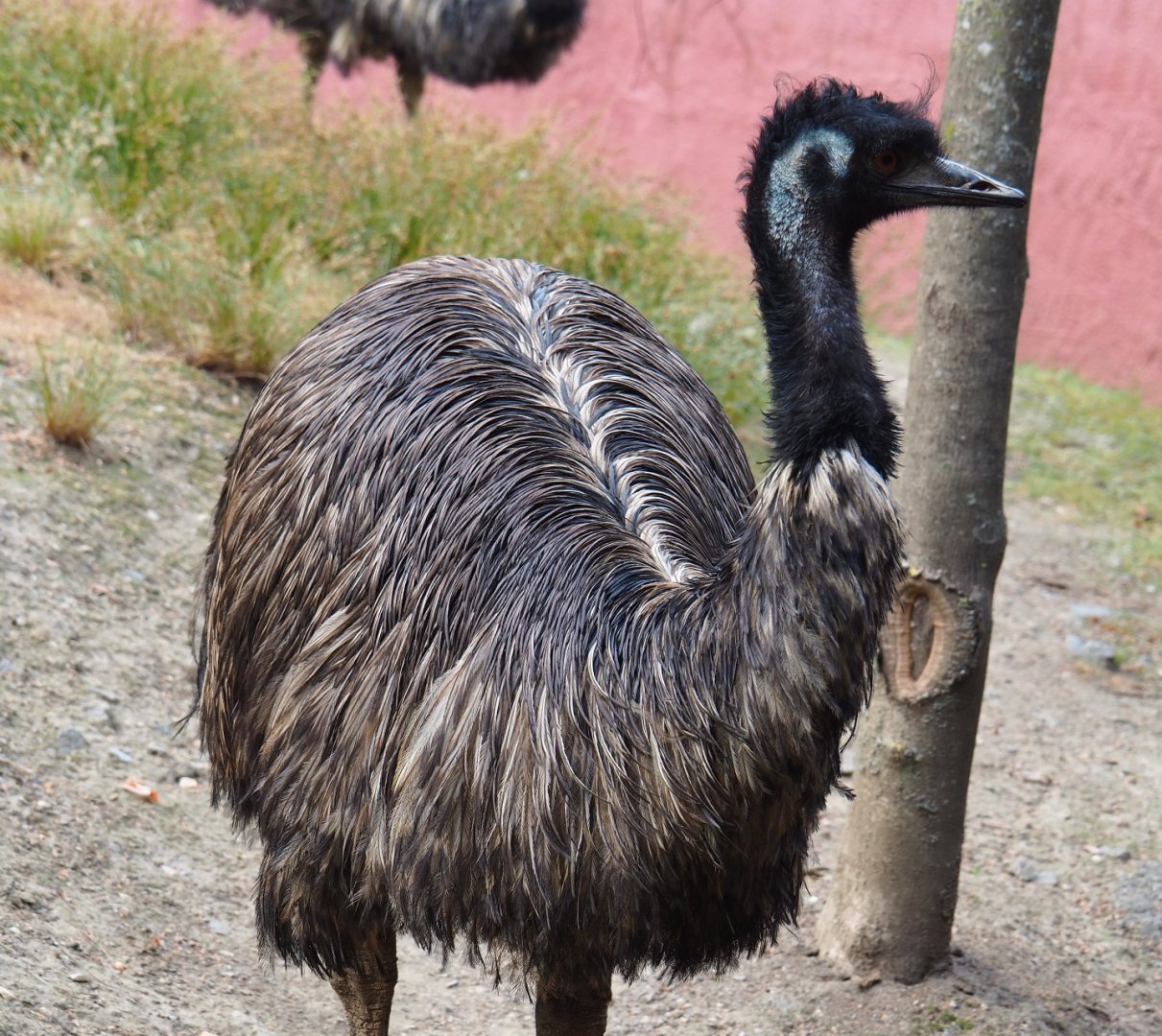 Common emu (Dromaius novaehollandiae), 2020-08-15