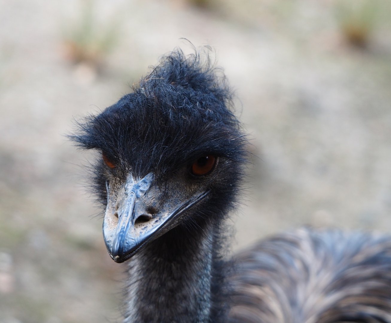 Common emu (Dromaius novaehollandiae), 2020-08-15