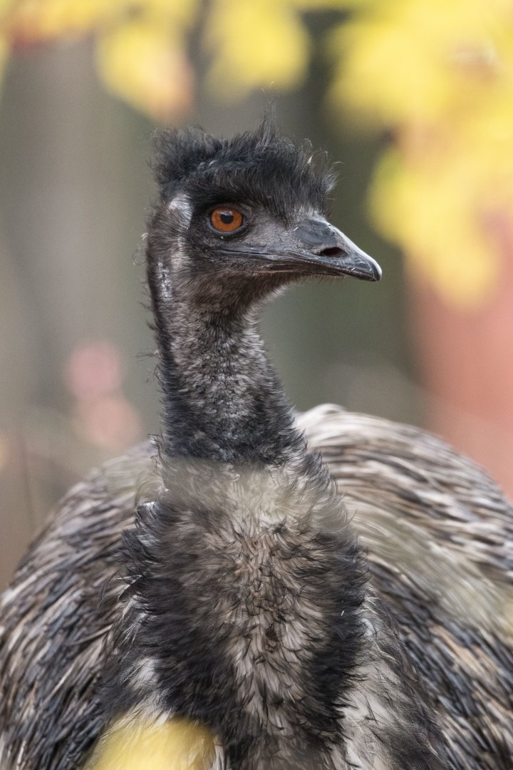Common emu (Dromaius novaehollandiae)
