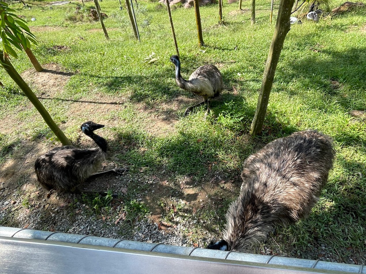 Common Emu (Dromaius novaehollandiae)