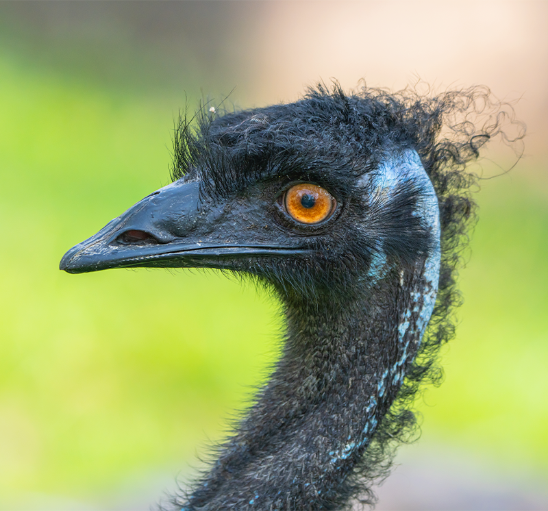 Common Emu (Dromaius Novaehollandiae)