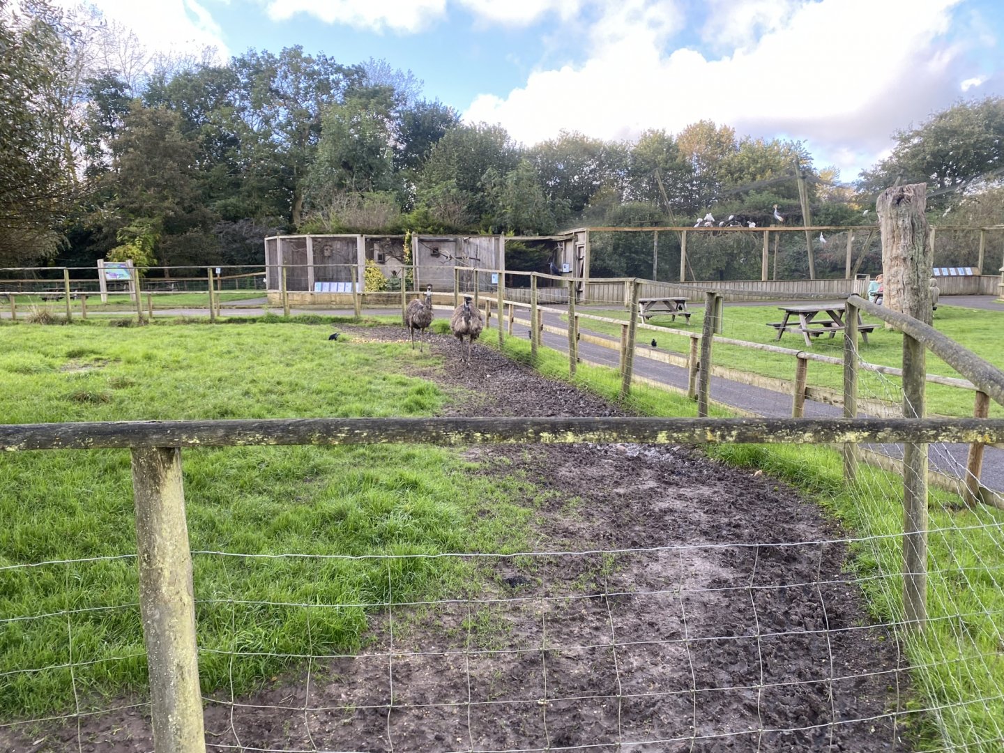 Common emu enclosure 241023