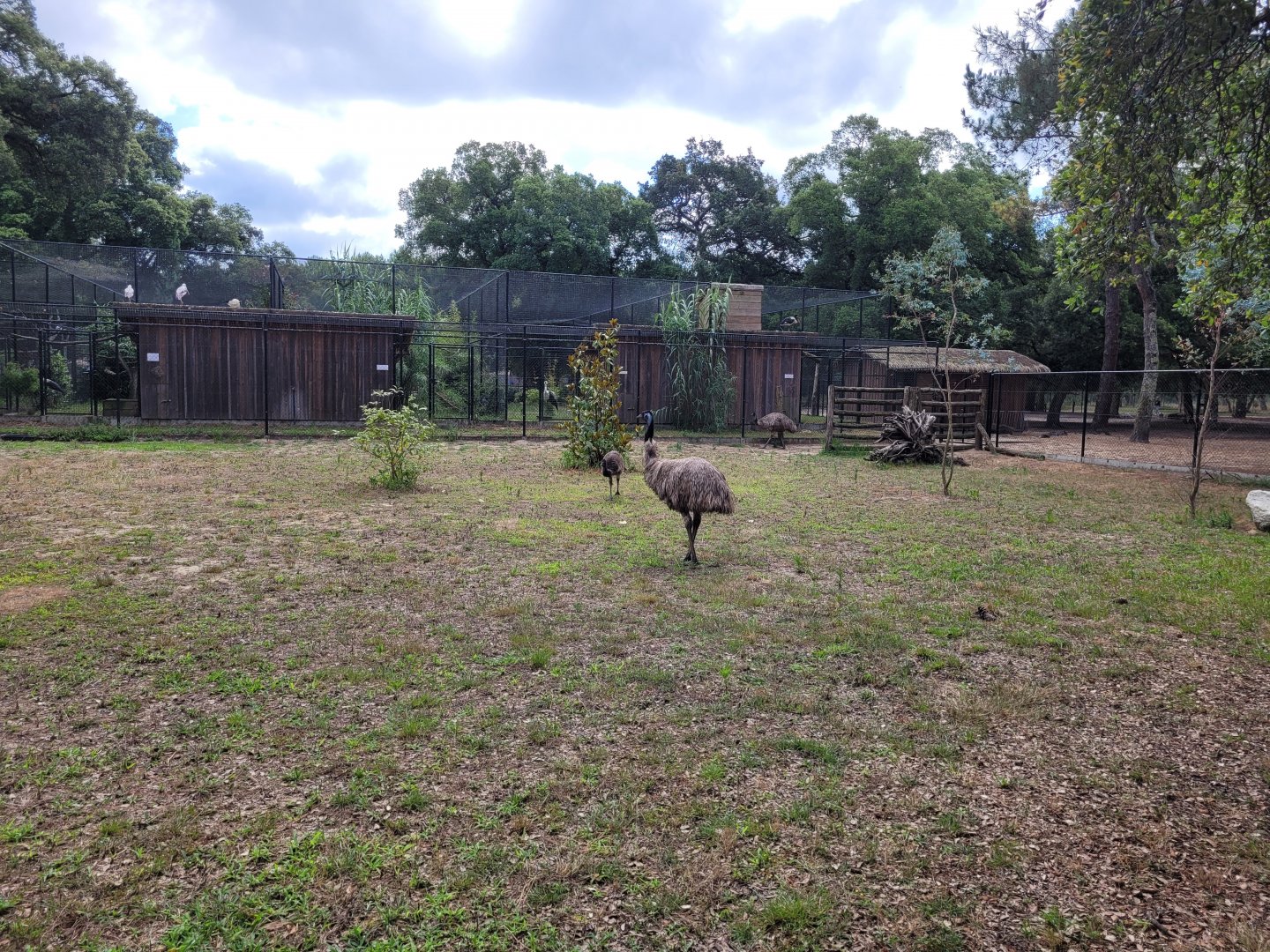 Common emu exhibit -Zoo de Labenne (2024)