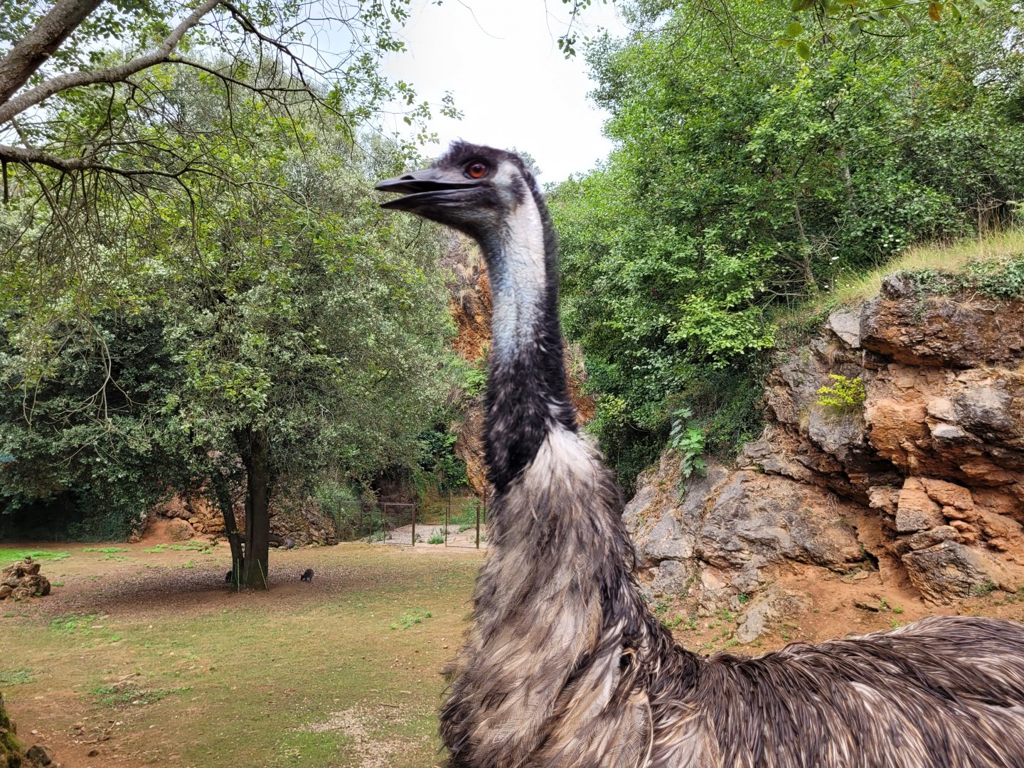 Common emu -Parque de la Naturaleza de Cabárceno (2022)