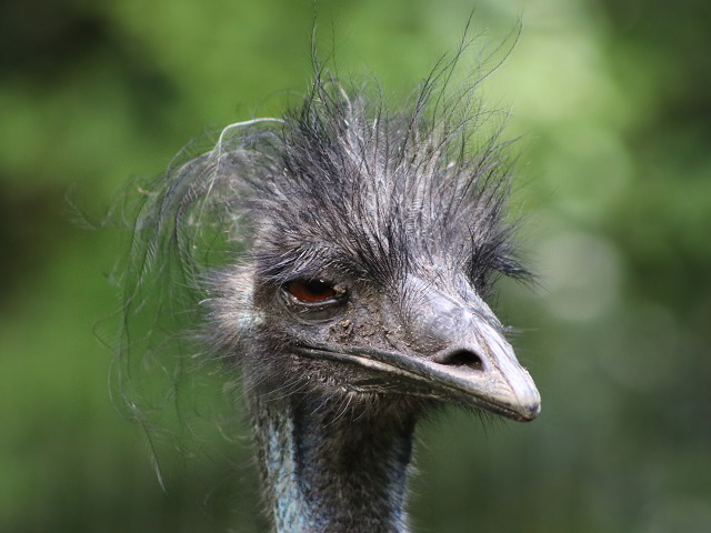 Common Emu