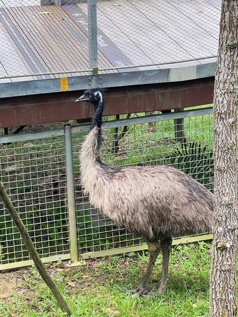 Common Emu