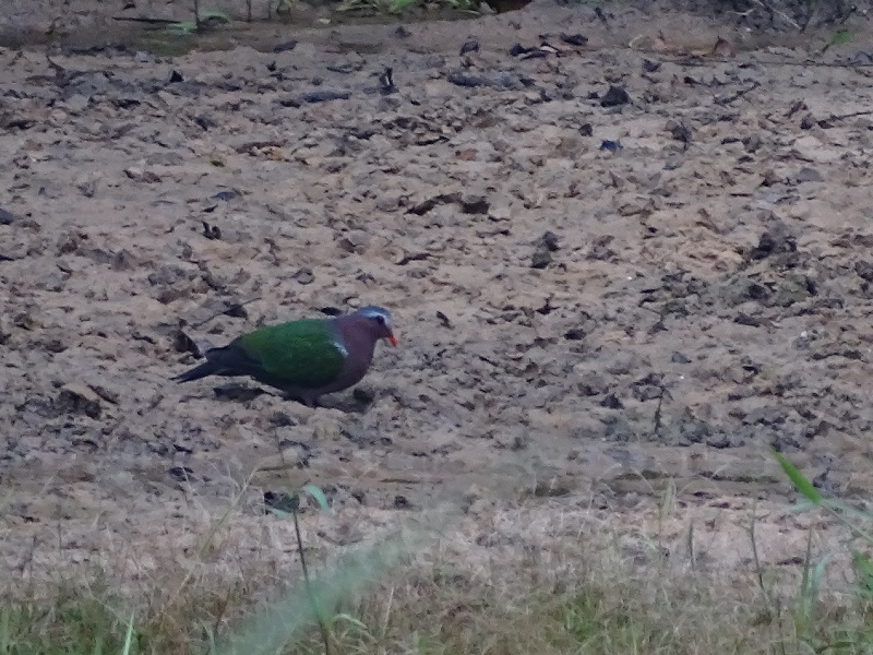 Common erald dove (Chalcophaps indica indica)