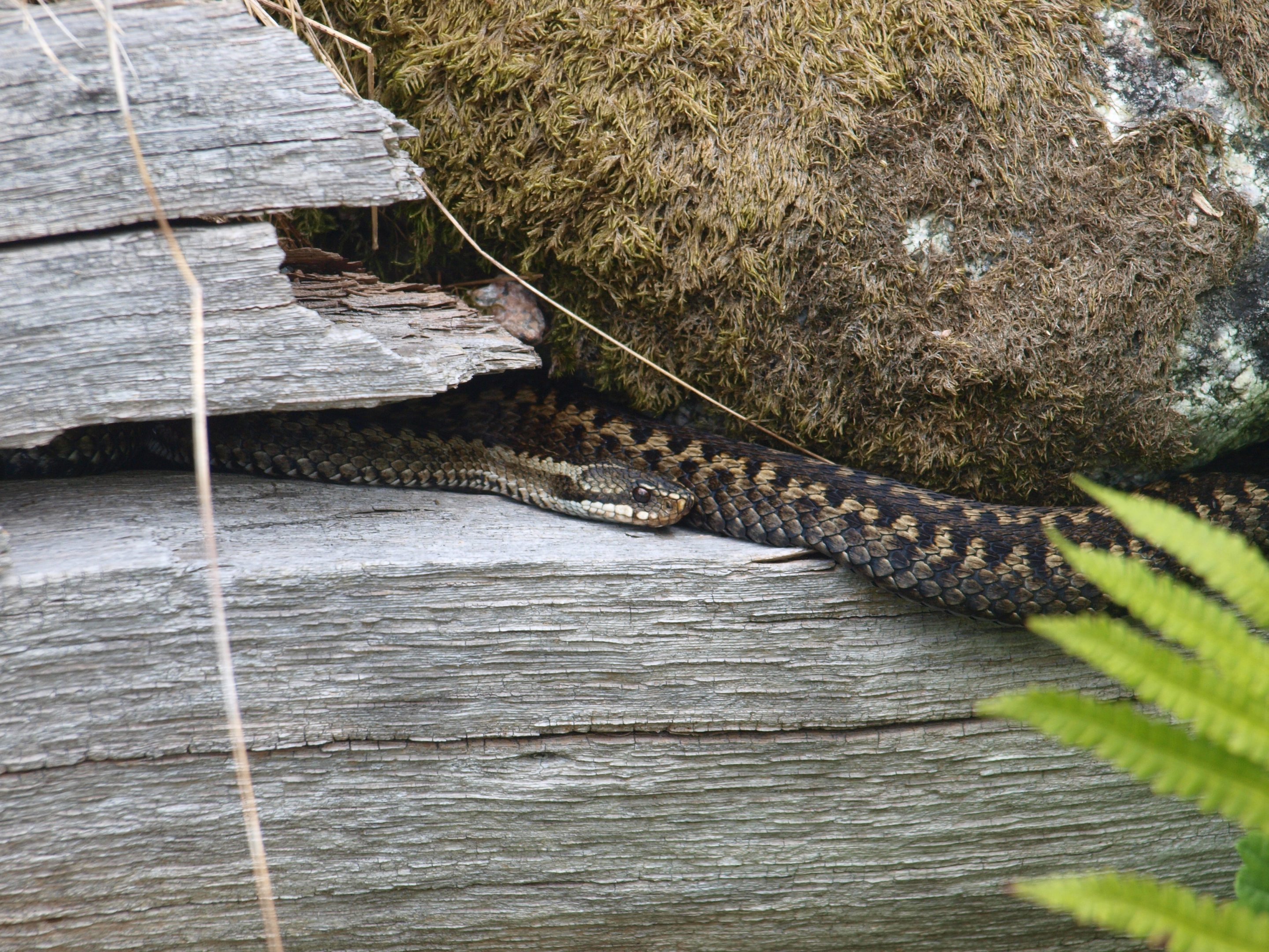 Common european adder 2011