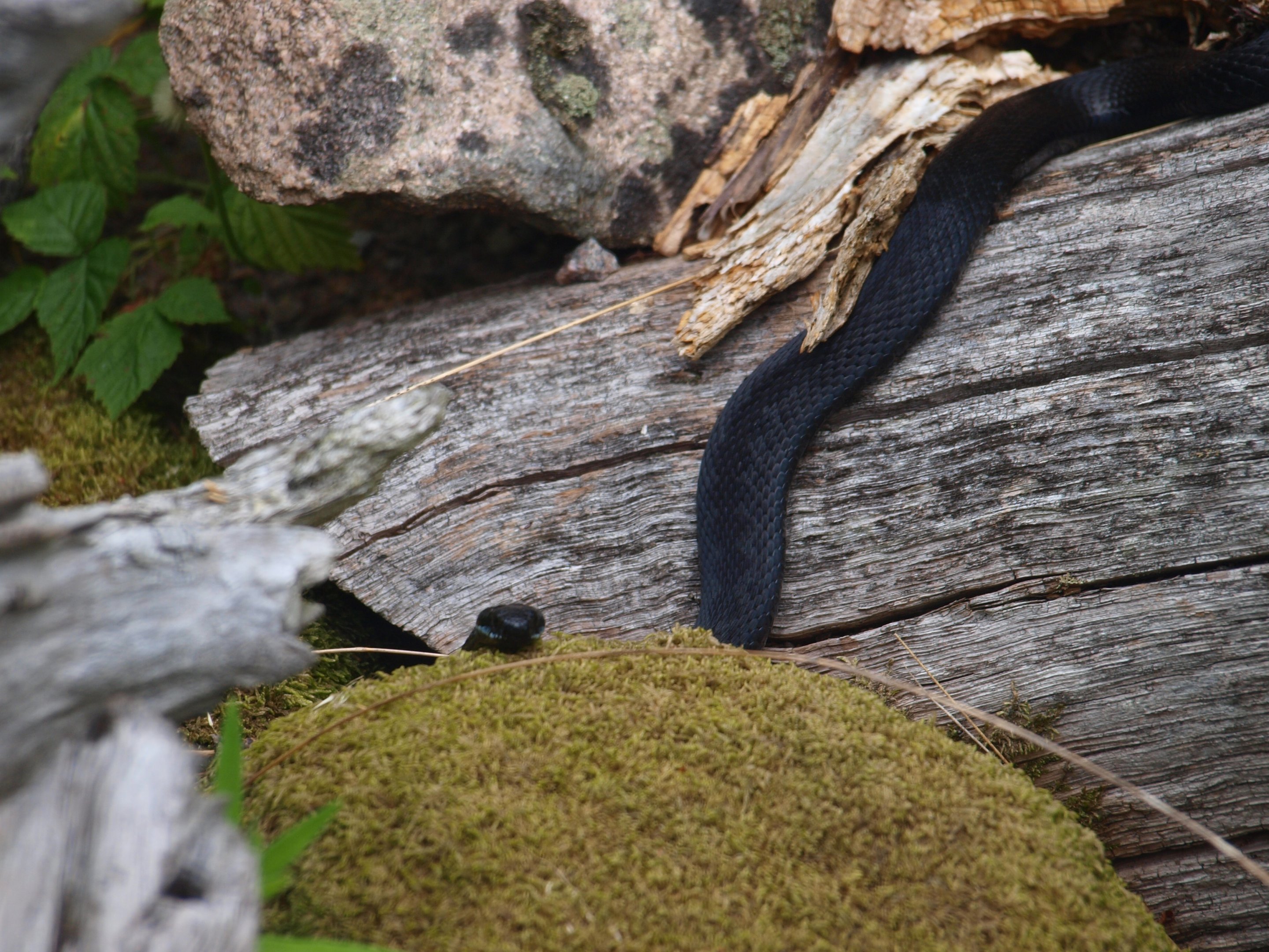 Common european adder 2011