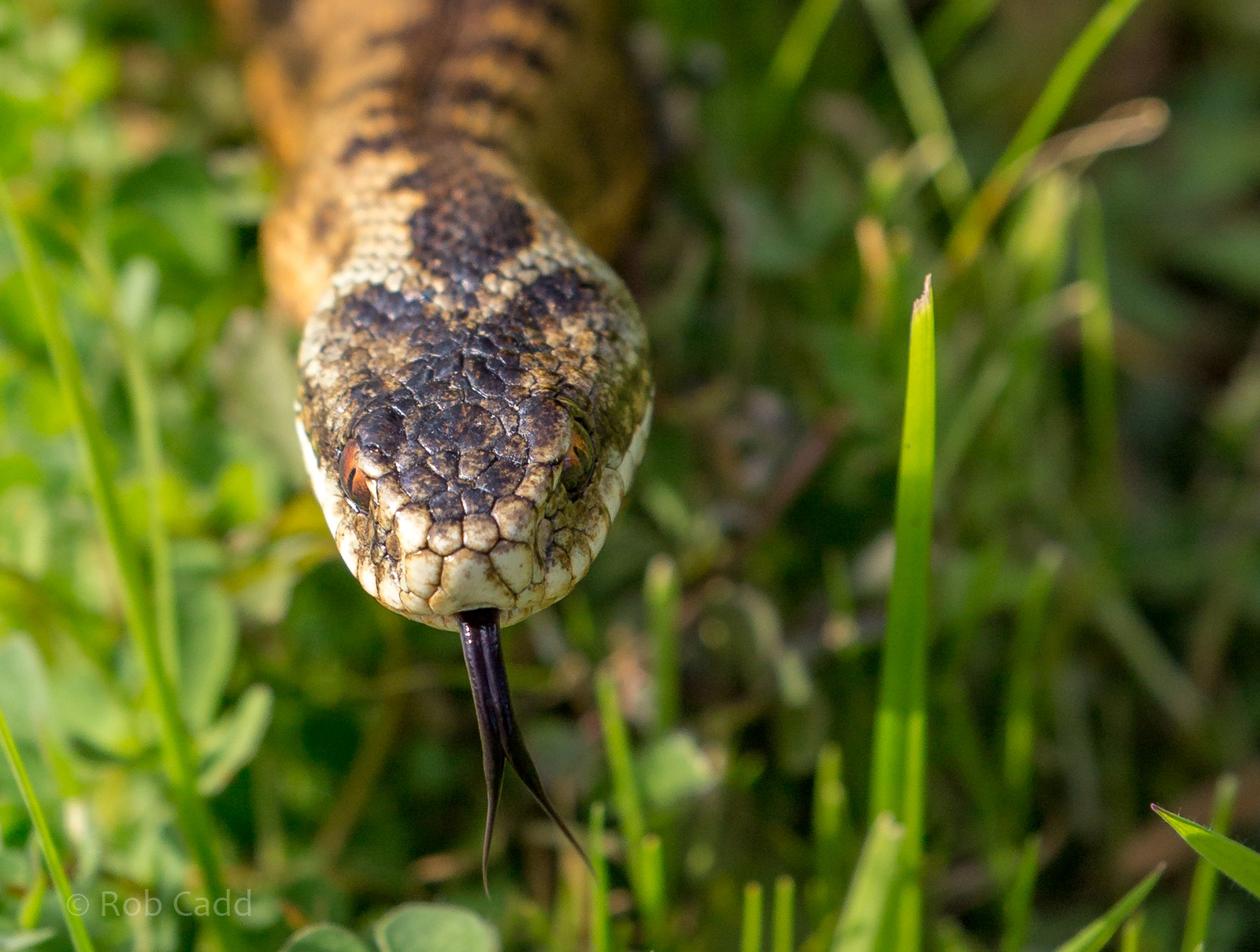 Common European adder : British Wildlife Centre : 05 Oct 2018