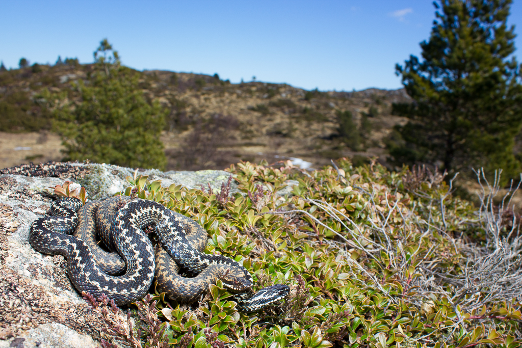 Common european adder - Vipera berus
